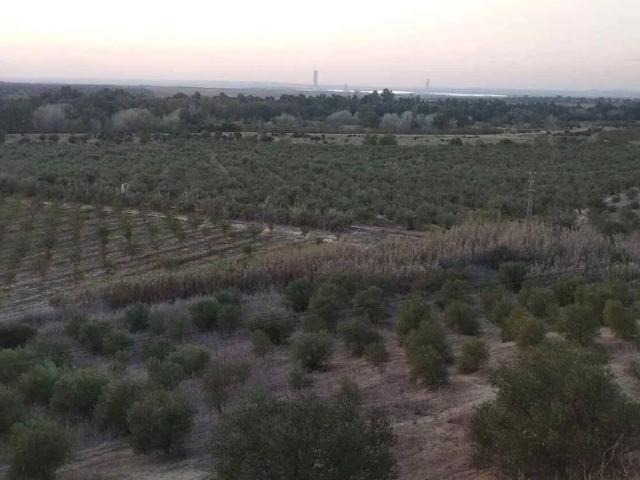 Terreno en venta en Sanlúcar La Mayor, Andalucía