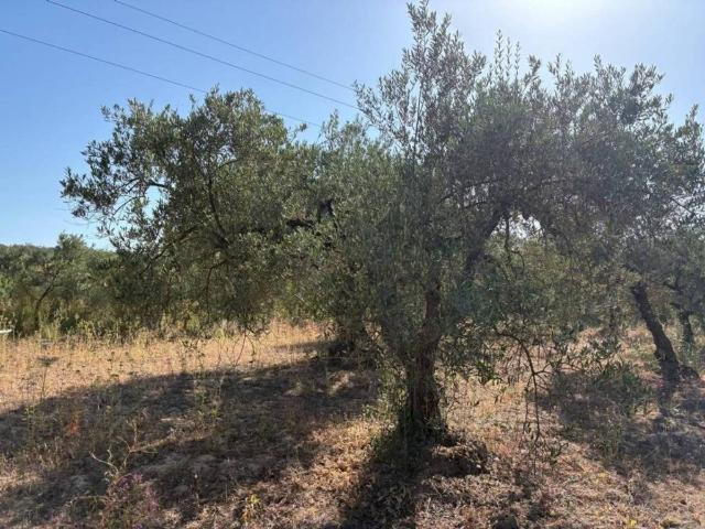 Terreno en venta en Sanlúcar La Mayor, Andalucía