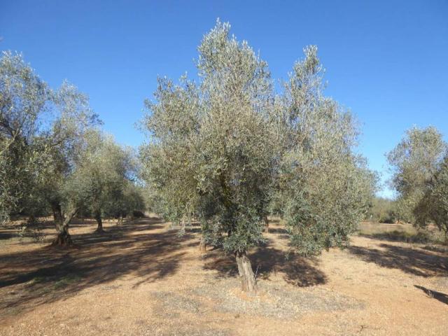 Terreno en venta en el Baix Maestrat, Valencia