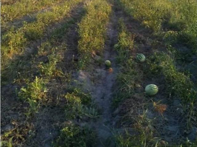 Terreno en venta en Santa Amalia, Extremadura