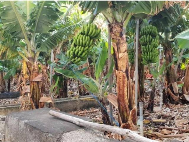 Terreno en venta en La Palma, Canarias