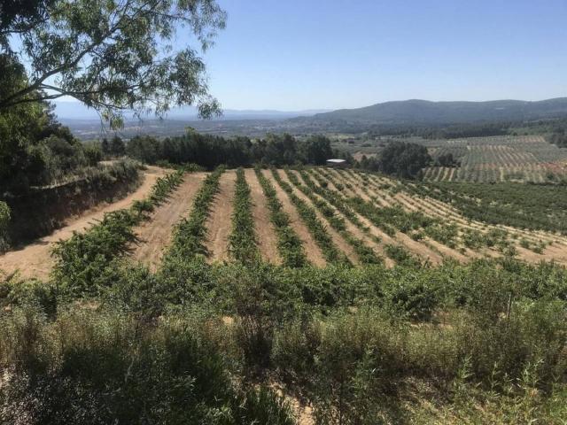 Terreno en venta en Santa Cruz De Paniagua, Extremadura