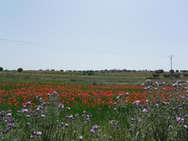 Terreno en venta en Santa María De Los Llanos, Castilla-La Mancha