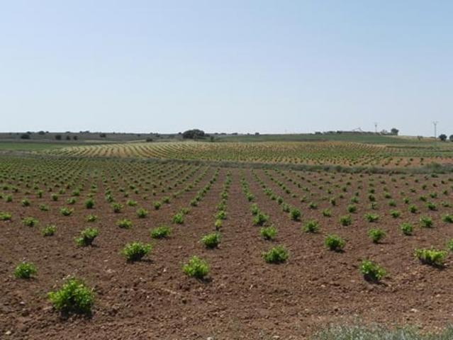 Terreno en venta en Santa María De Los Llanos, Castilla-La Mancha
