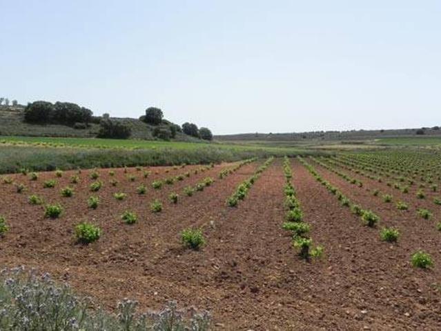 Terreno en venta en Santa María De Los Llanos, Castilla-La Mancha