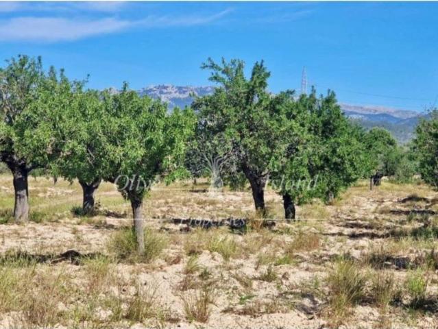 Terreno en venta en Hostals, Raiguer