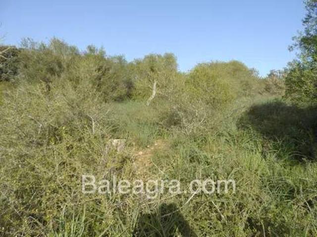 Terreno en venta en s'Alqueria Blanca, Migjorn