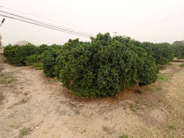 Terreno en venta en Área Metropolitana de Murcia, Murcia