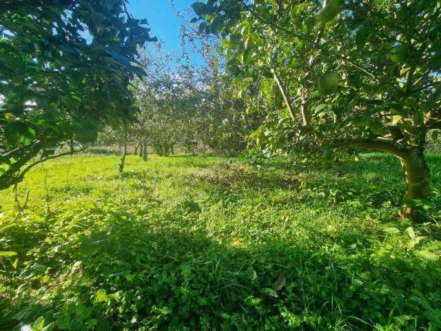 Terreno en venta en O Salnés, Galicia