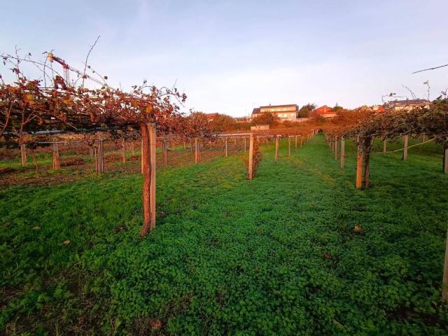 Terreno en venta en Padriñán, O Salnés