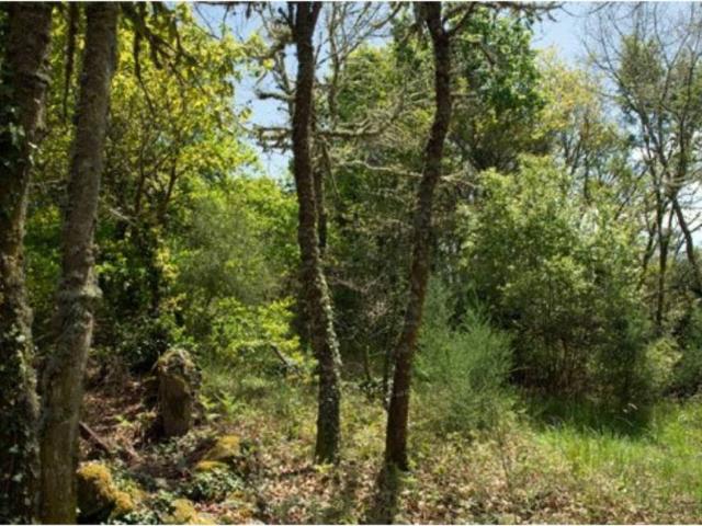 Terreno en venta en Cortegada, A Limia