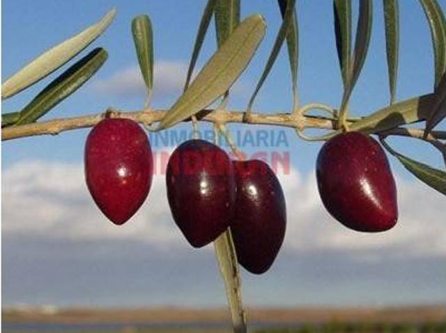 Terreno en venta en Saucedilla, Extremadura