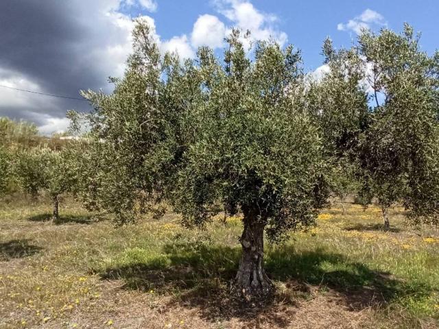 Terreno en venta en Senés, Andalucía