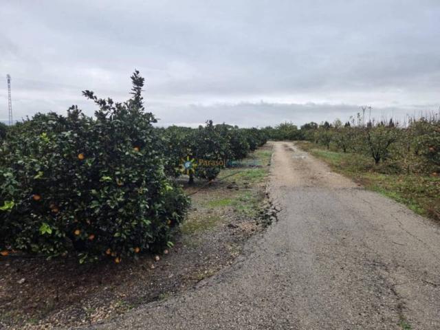 Terreno en venta en la Ribera Alta, Valencia