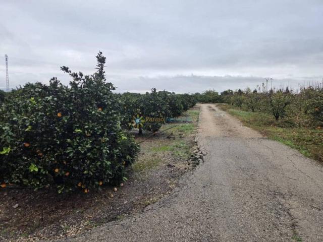 Terreno en venta en la Ribera Alta, Valencia