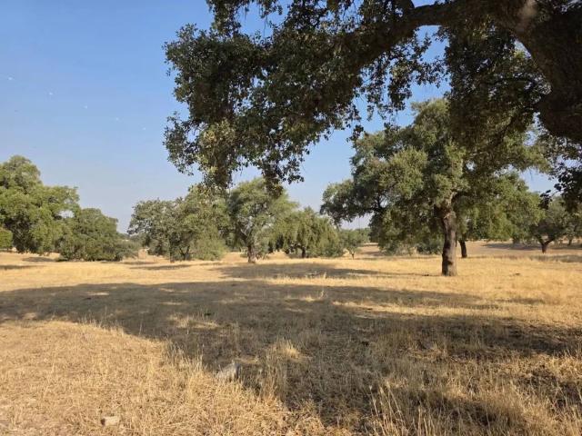 Terreno en venta en Sevilla, Andalucía