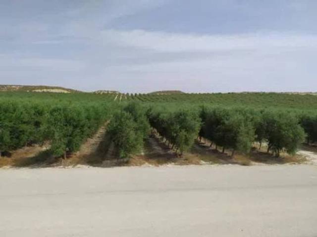 Terreno en venta en Sevilla, Andalucía