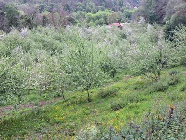 Terreno en venta en El Cuto, Siero
