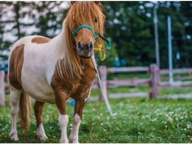 Chalet en venta en Vallcanera, la Selva