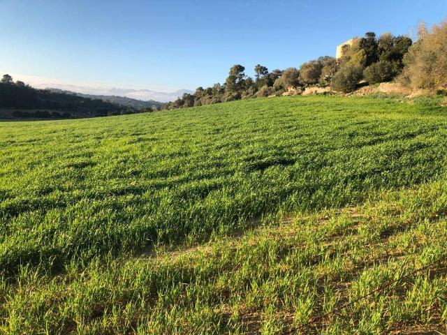Terreno en venta en Sineu