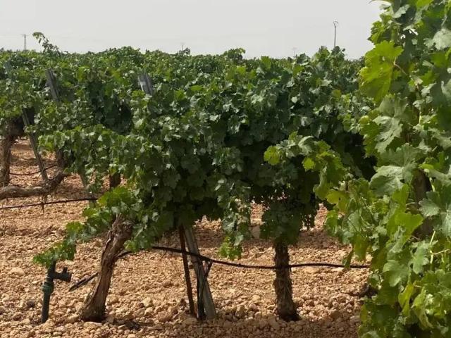 Terreno en venta en Socuéllamos, Castilla-La Mancha