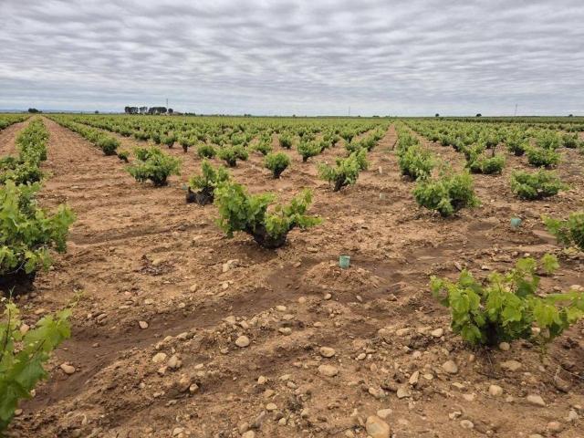 Terreno en venta en Socuéllamos, Castilla-La Mancha