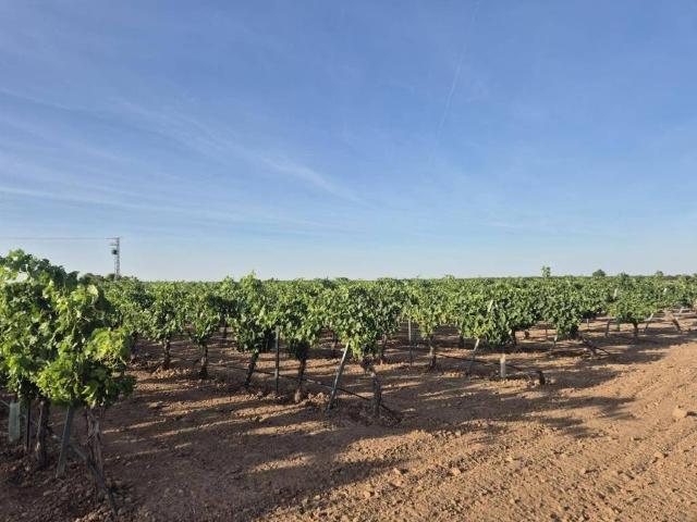 Terreno en venta en Socuéllamos, Castilla-La Mancha