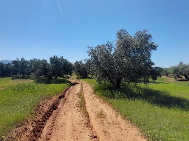 Terreno en venta en Sorihuela Del Guadalimar