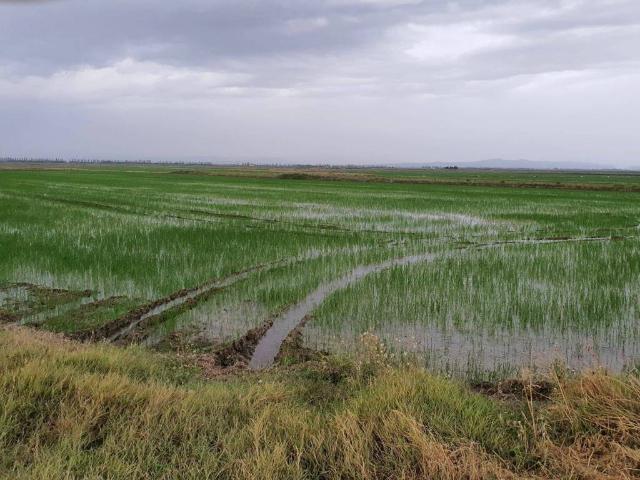 Terreno en venta en la Ribera Baixa, Valencia
