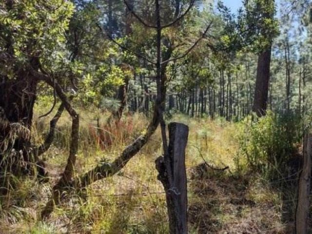 Terreno en Venta en Tapalpa en El Estuche