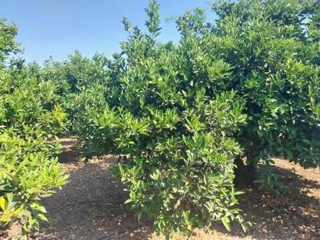 Terreno en venta en la Safor, Valencia