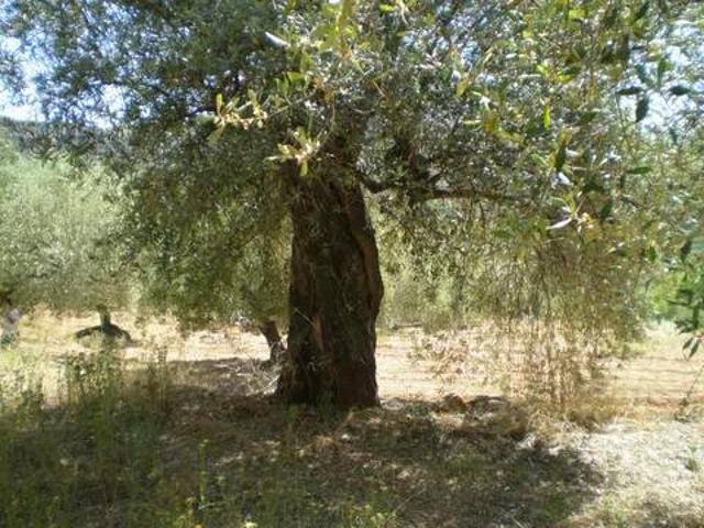 Terreno en venta en l'Alt Maestrat, Valencia