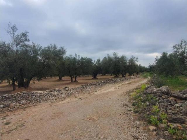 Terreno en venta en Baix Ebre, Catalunya