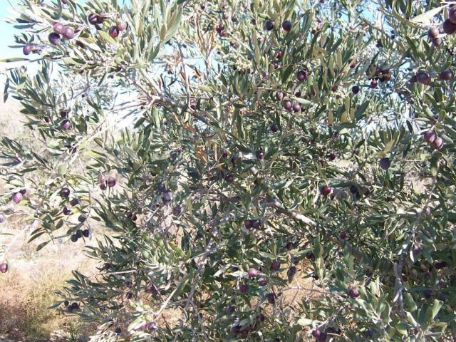 Terreno en venta en Tobarra, Castilla-La Mancha