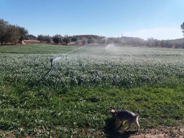 Terreno en venta en Tobarra, Castilla-La Mancha