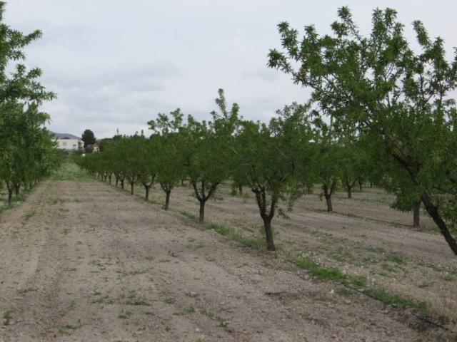 Terreno en venta en Tobarra, Castilla-La Mancha