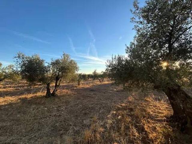 Terreno en venta en Torralba De Calatrava, Castilla-La Mancha