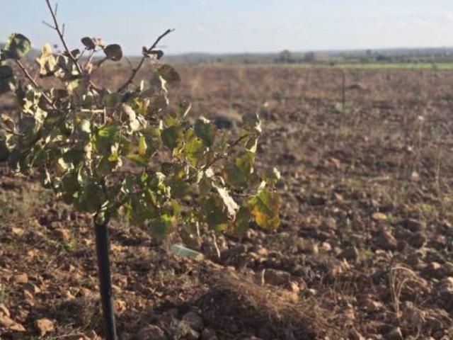 Terreno en venta en Torralba De Calatrava, Castilla-La Mancha