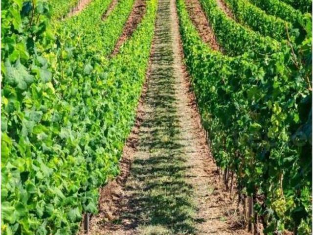 Terreno en venta en Llanos de Olivenza, Extremadura