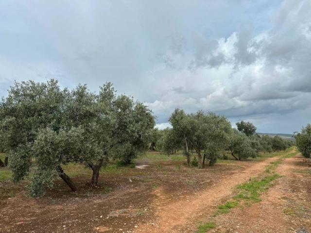 Terreno en venta en Torreblascopedro, Andalucía