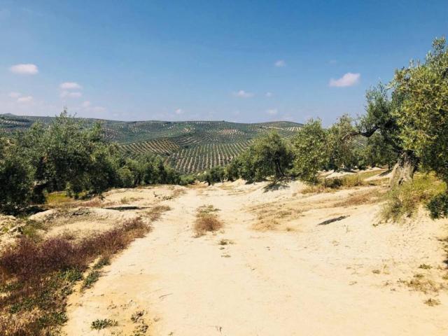 Terreno en venta en Torre Del Campo, Andalucía