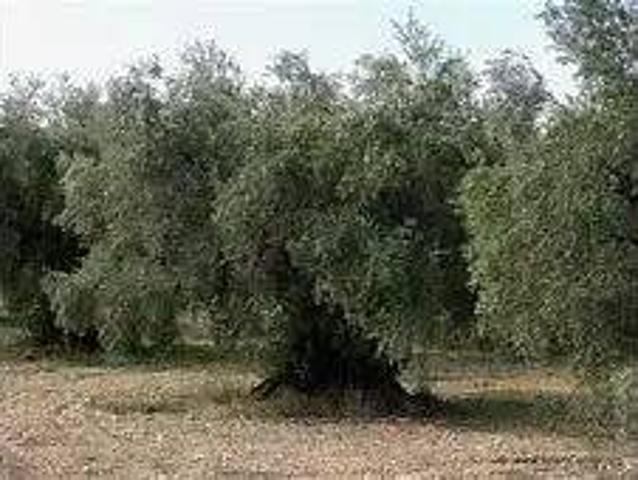 Terreno en venta en Torredonjimeno, Andalucía