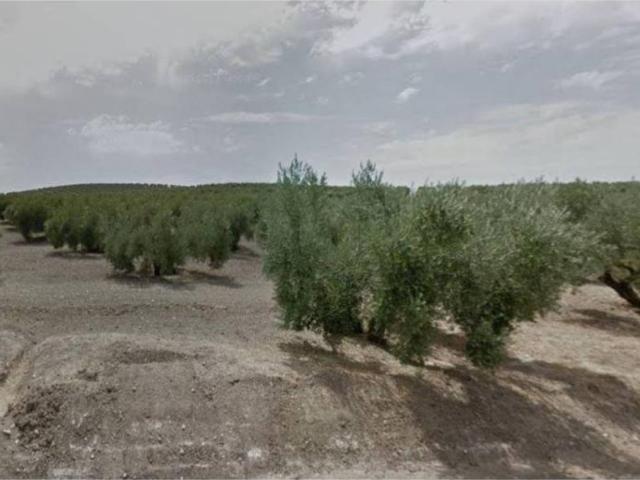 Terreno en venta en Torredonjimeno, Andalucía