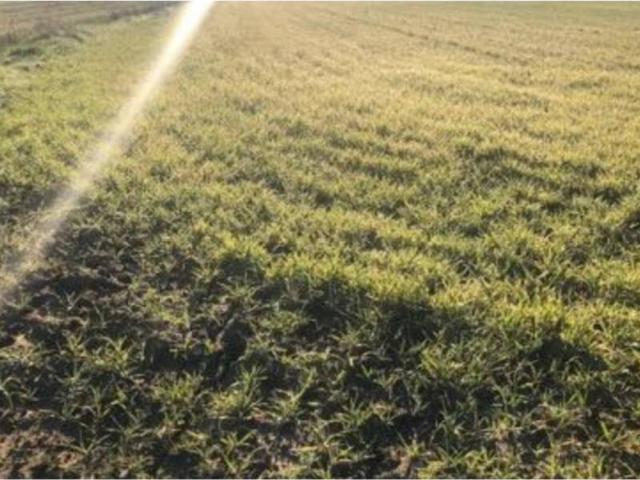 Terreno en venta en Torrejón De Velasco, Madrid