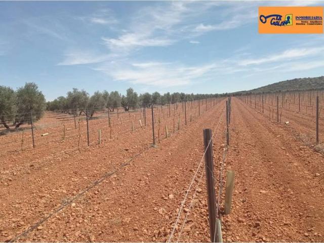 Terreno en venta en Torrenueva, Castilla-La Mancha