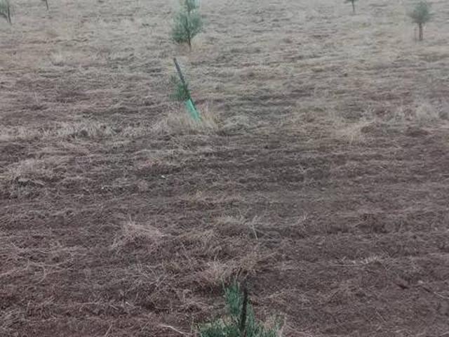 Terreno en venta en Torrenueva, Castilla-La Mancha