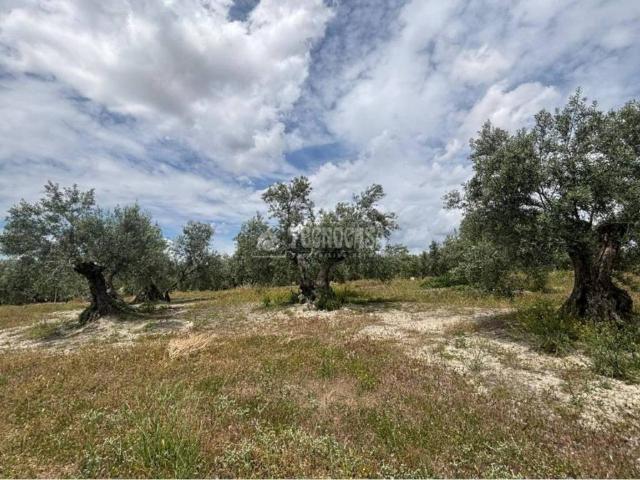 Terreno en venta en Torreperogil, Andalucía