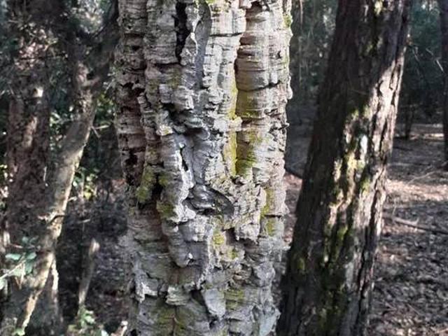 Terreno en venta en Alt Empordà, Catalunya