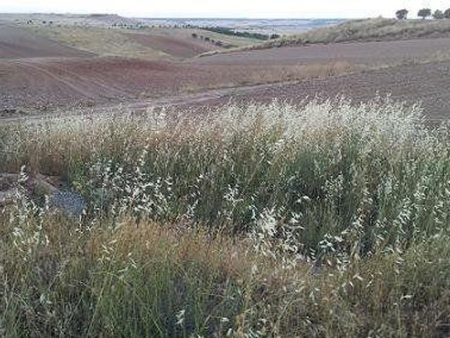 Terreno en venta en Tórtola De Henares, Castilla-La Mancha