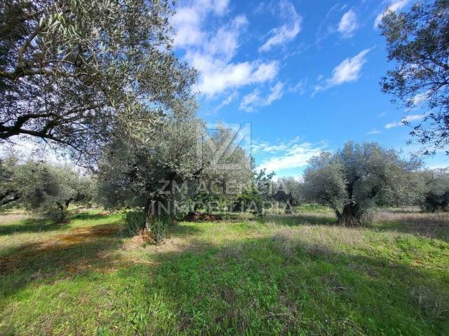 Terreno en venta en el Baix Maestrat, Valencia